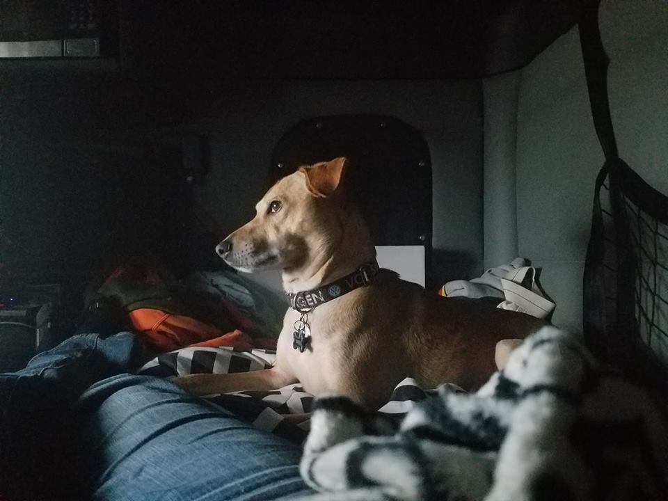 WilsonDriven's tweet photo. Meet Rosie! She loves riding in the truck with Sean Hennessy and Jennifer Darnell! Who do you have on the road with you?
#WilsonLogistics #WilTrans #TruckerLife #LifeOnTheRoad #TruckDog #Views https://t.co/drX9GYjSou