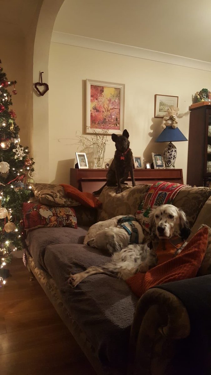 Fiona’s Dog B&B tweet media