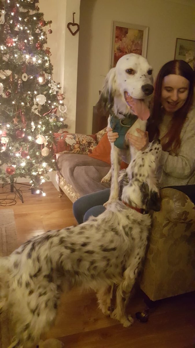 Fiona’s Dog B&B tweet media