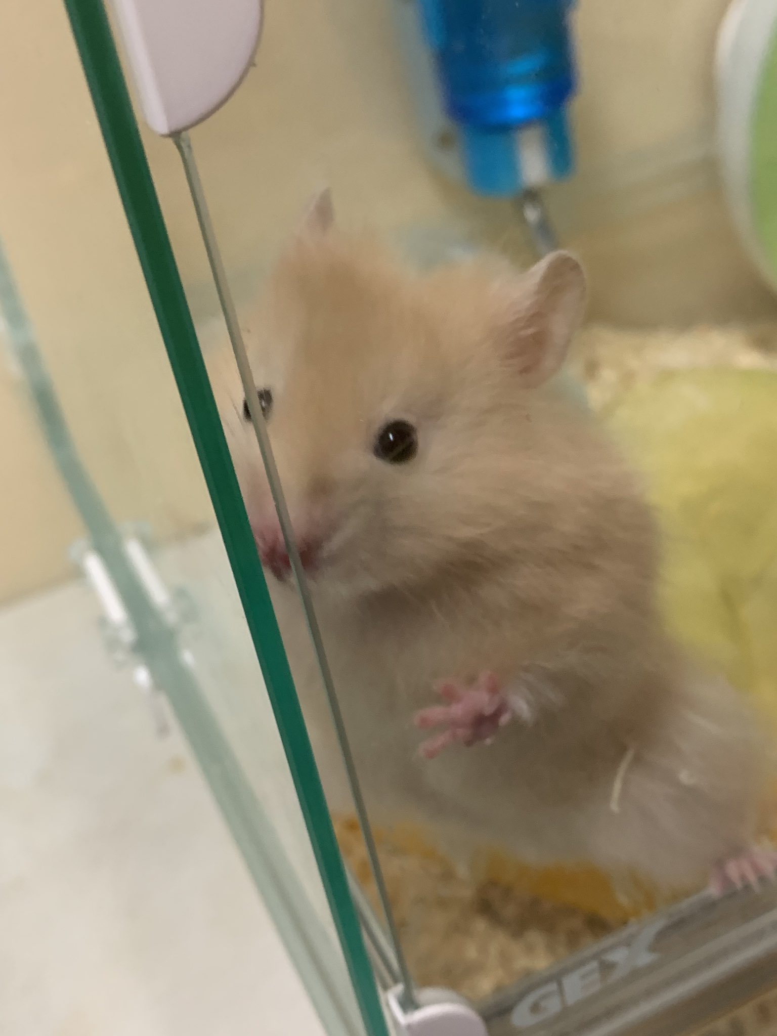 くぅ 出してくれ アピール ２枚とも同じ ハムスターとは おもえない 可愛さを感じたw ハムスター ぶさかわ 親バカ 長毛ハムスター T Co Lvknj98azs Twitter