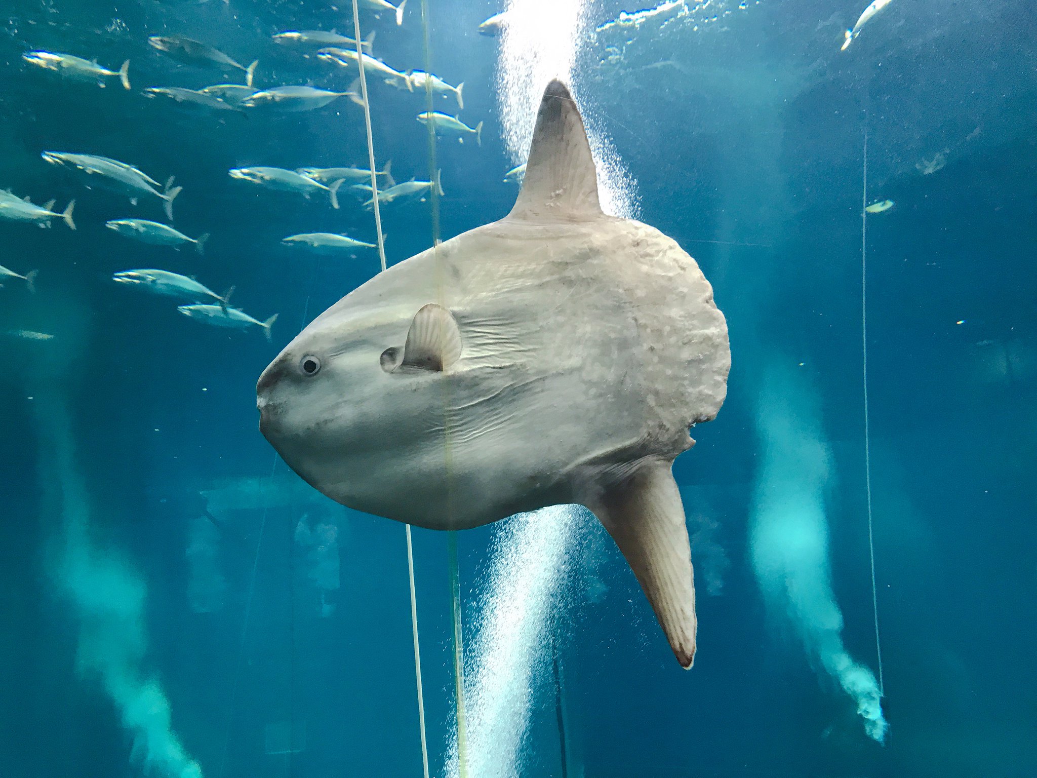 葛西臨海水族園 公式 Ar Twitter 大洋の航海者 マグロ 水槽でマンボウの展示を始めました 早く水槽になじめるようがんばっていきます 生物の状態によって予告なく展示が変更となる場合があります ご了承ください かさりん Tslp H 葛西臨海水族園 公式 Ar Twitter 大洋の航海者 マグロ 水槽でマンボウの展示を始めました 早く水槽になじめるようがんばっていきます 生物の状態によって予告なく展示が変更となる場合があります ご了承ください かさりん Tslp H