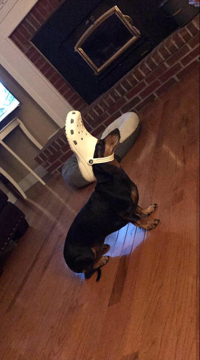 crocs on a dog