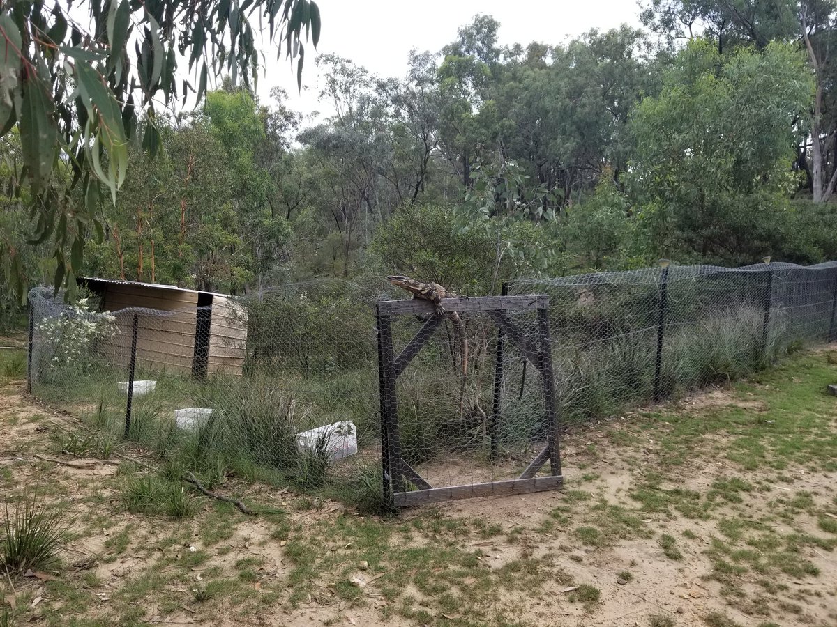 iqqi84's tweet photo. Stayed in a cottage in the forest this weekend. Past time included catching huntsman spiders and saving hens from big lizards #capertee https://t.co/qYFWytz8F0