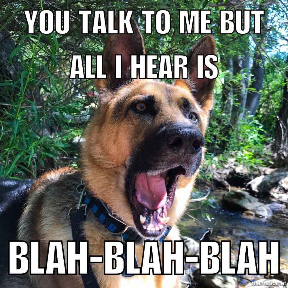LifeAfterRescue's tweet photo. Why do I find this so easy to believe π€£ unless I have treats that is - then all of a sudden they hear come here sit & wait all at the same time - I just love this breed ππΎ#sharpasarazor #GSD #GermanShepherd #FurBaby https://t.co/WbHkX2z5Ve