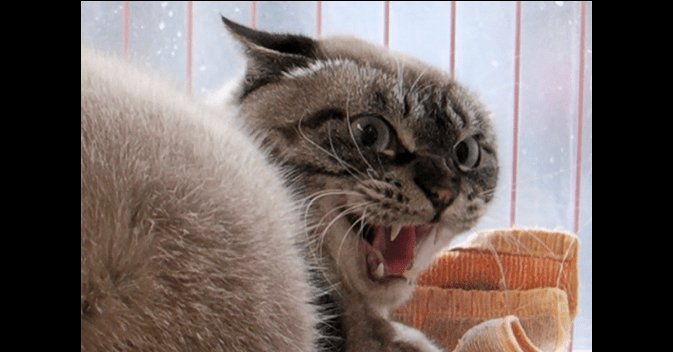 人間におびえる野良猫を保護。少しずつ変化する「シャー」に胸が熱くなる！！ petfilm.biz/?p=82464