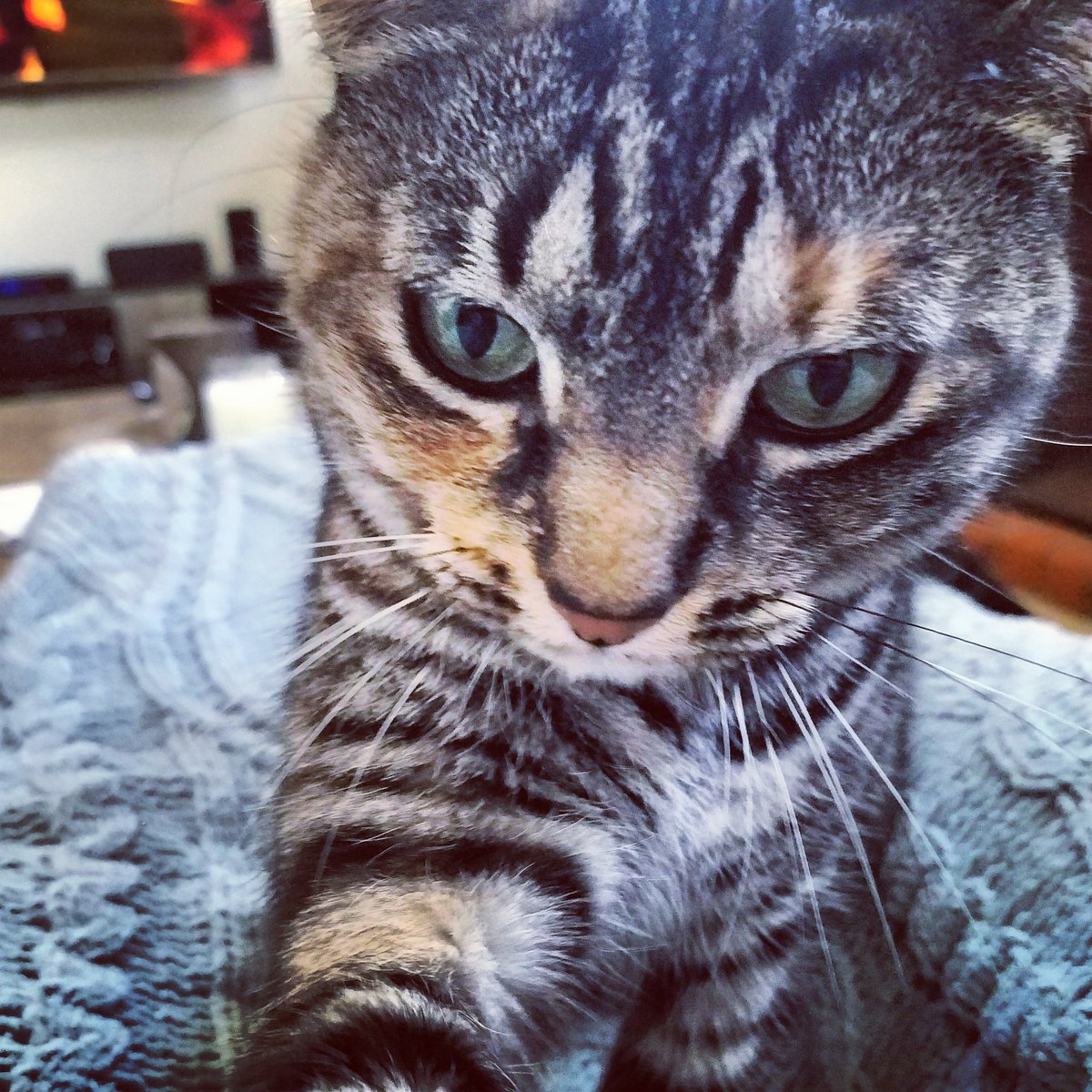 LanceBlizzGamer's tweet image. Hiding the middle paw. #NoCall?