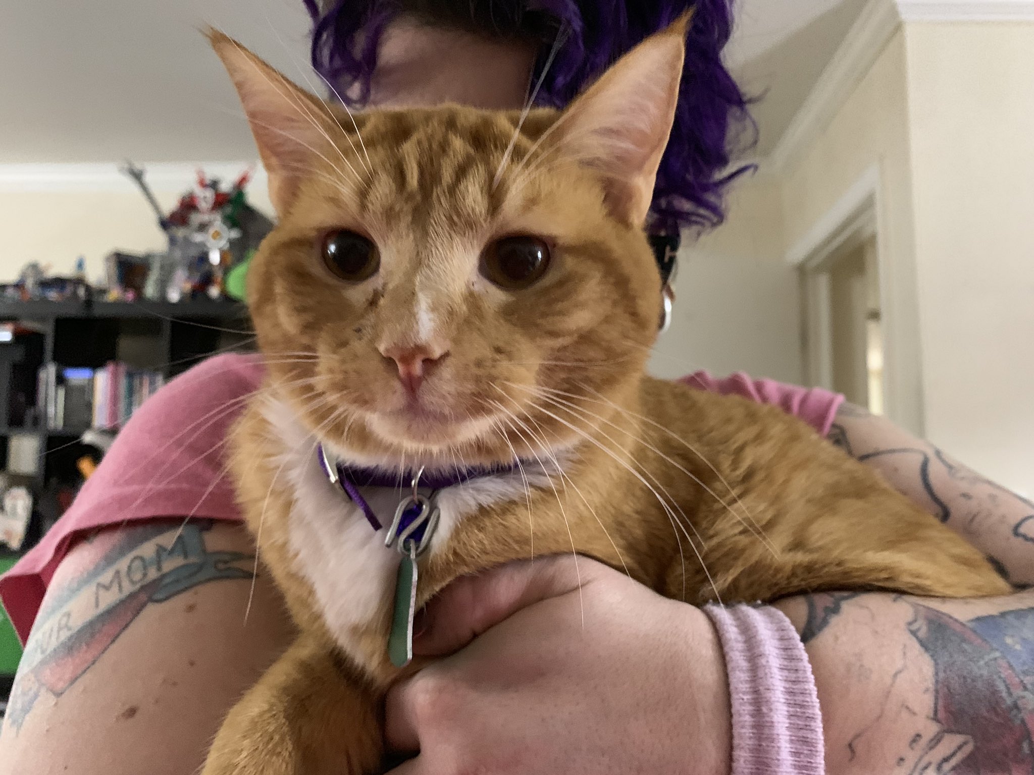 Fahey I Think Archer Just Changed This Cat S Name To John Cena T Co 1elaeh1iq3 Twitter Fahey I Think Archer Just Changed This Cat S Name To John Cena T Co 1elaeh1iq3 Twitter