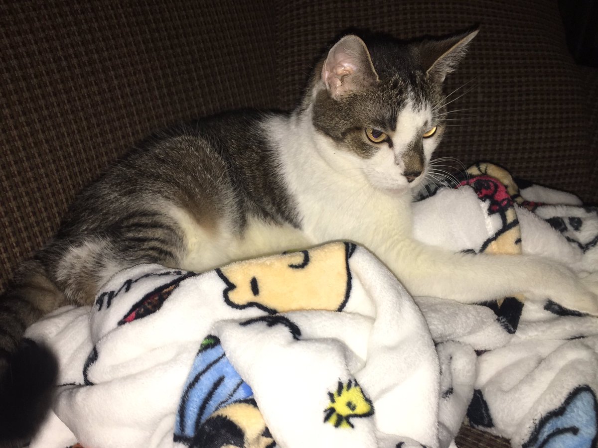 Frankie_Dawg's tweet photo. HAHAHAHAHA UGLEE FRANKEE LEFT HEES TWEETER OPEN AGIN. I AM CHARLIE AND I AM USING HIS SNOOPY BLANKIT AND MAKING IT SMEL LIKE ME. CHARLIE RULZ FRANKEE EES A GOOBER #CATHACKER #DUHDUHDUHDUHDUH https://t.co/nFdKMMr2jl