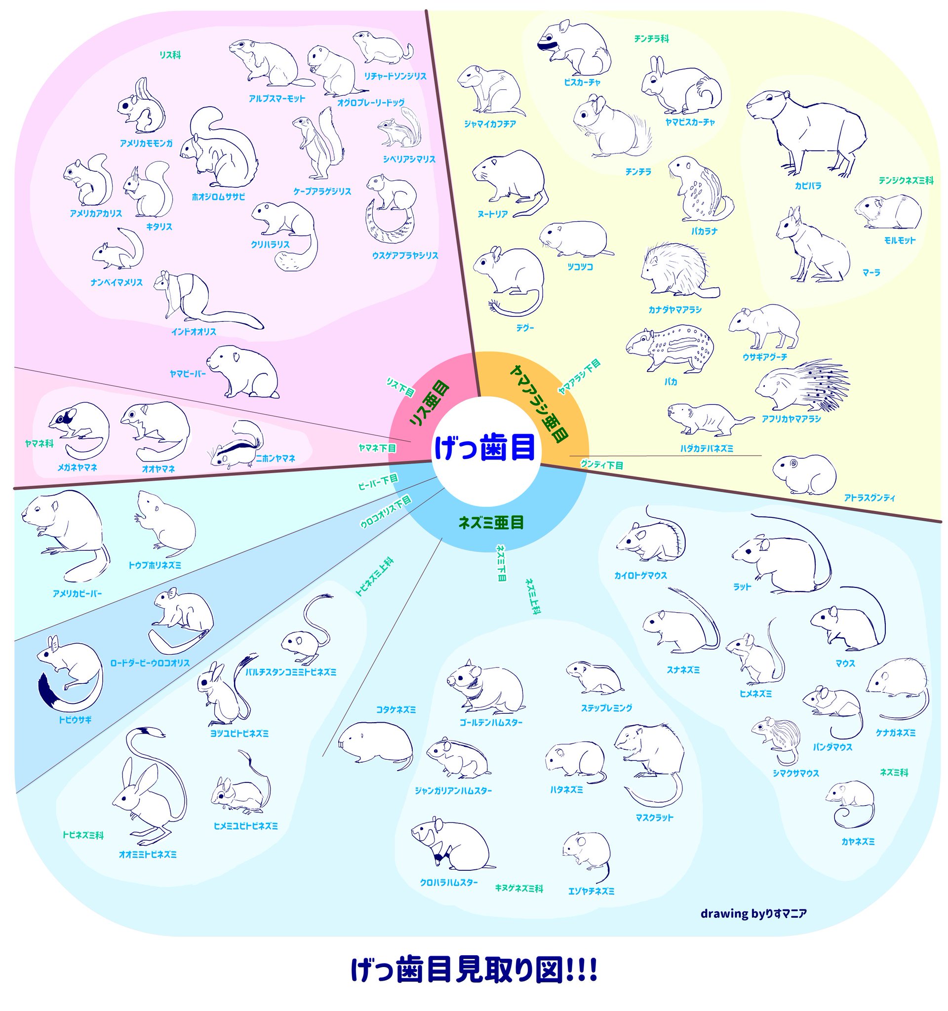 Maki りすマニア リスの日 は リスについて知る日 リスは皆さんご存じネズミの仲間 げっ歯目 の動物ですが げっ歯の中でどんな位置づけか知っていますか というわけでげっ歯目見取り図を作ってみました げっ歯目は哺乳類の中で最も種数が多い