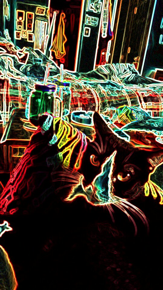 joint's tweet image. Mitty the Kitty