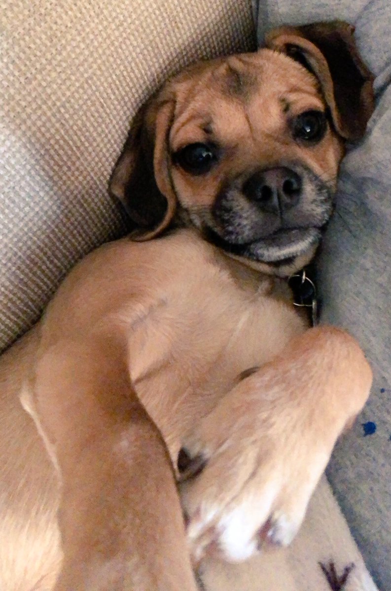 kmrosenboom's tweet photo. This 3-day weekend is giving me all the best puppy cuddles #MissCharlie ❤️🐶 https://t.co/5Ts0YJyvME