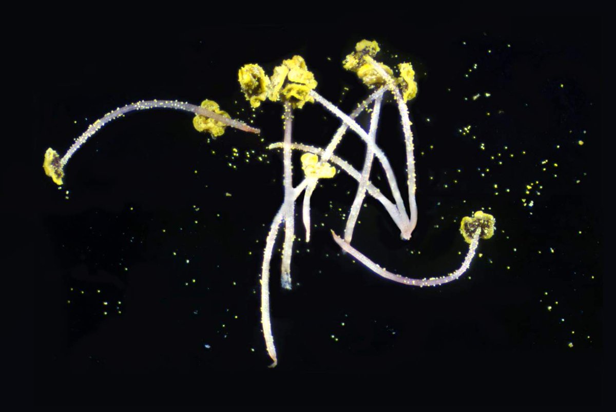 Flower stamens and pollen!