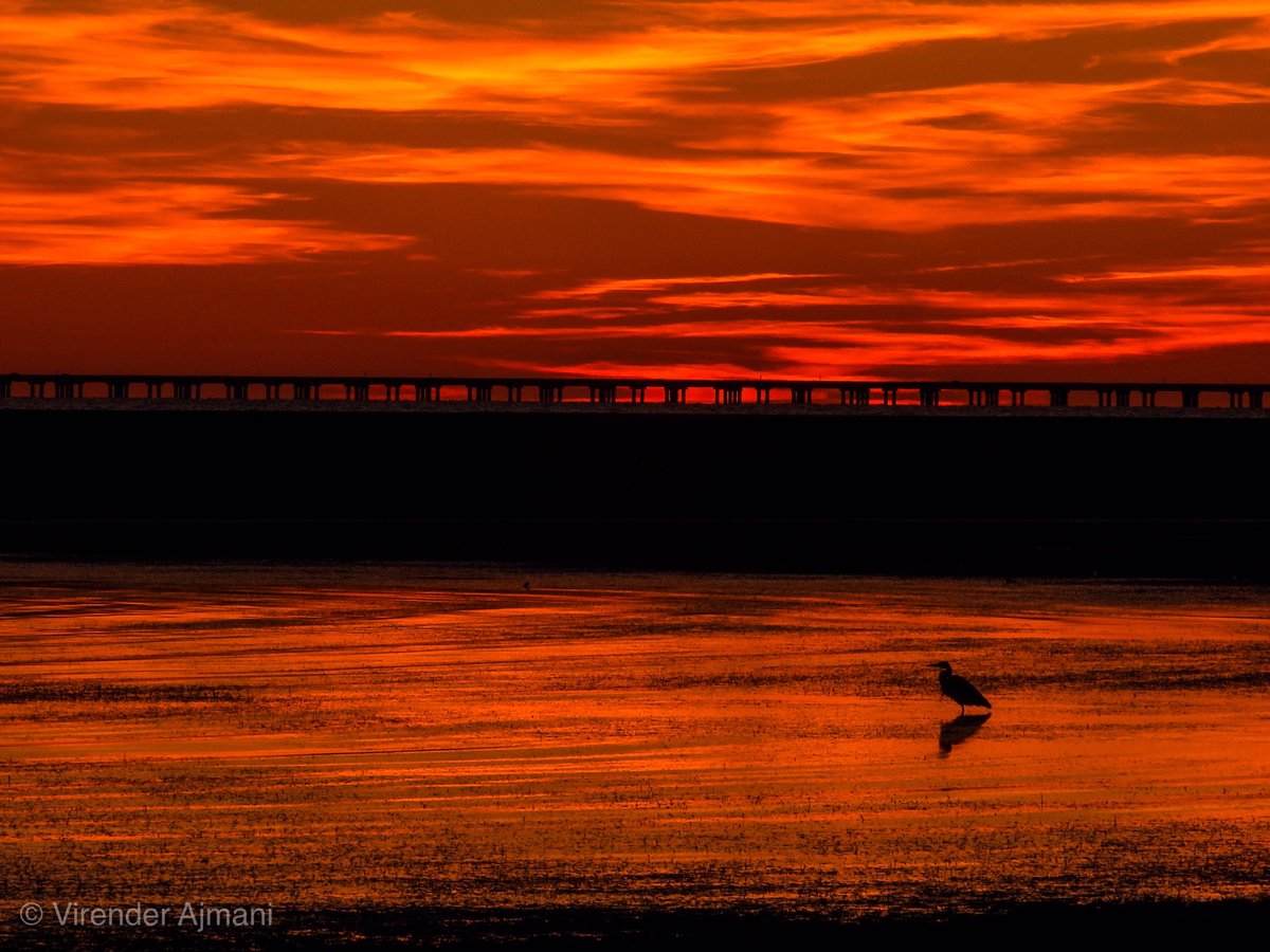 #spectacular #louisiana #sunset tonight over #lakepontchartrain with a lonely #blueheron in view
.
.
#virenderphotos #louisianasunset #lanorthshore #mandevillelakefront #photography #onlylouisiana #nikon #reflection #lake #sky #lawx @MargaretOrr