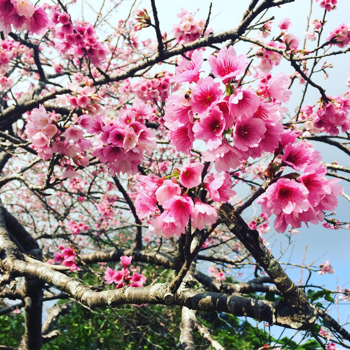 八重岳桜祭り 八重岳桜祭り