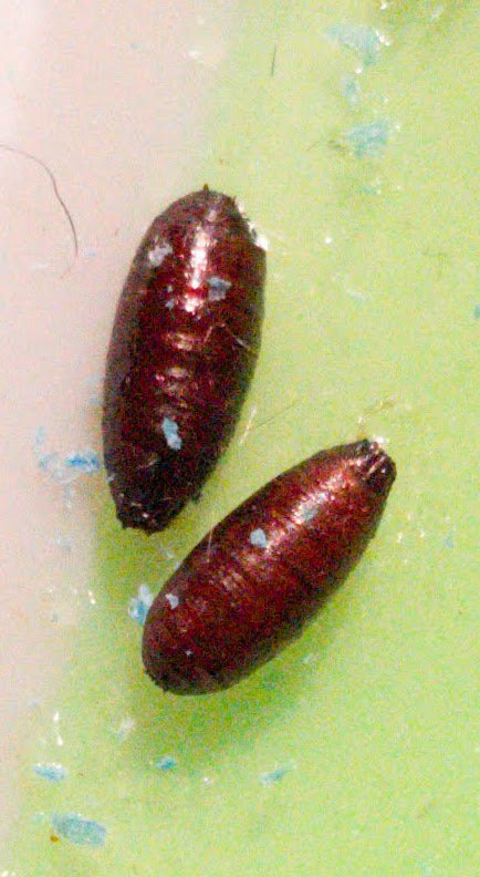 Anybody know what kind of pupae these are?