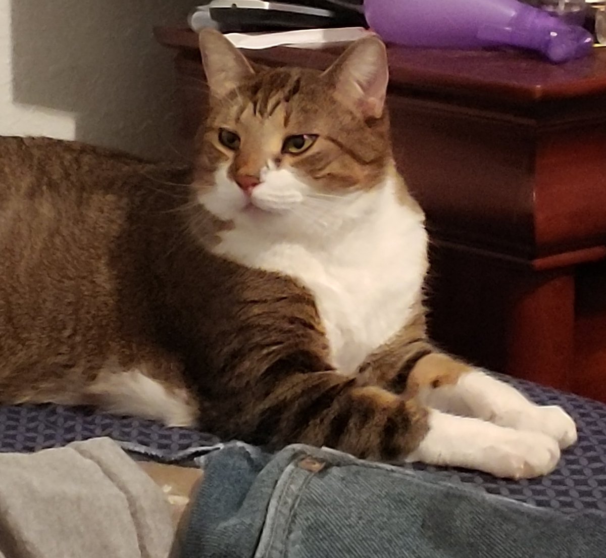 The face you make when your hooman says you need a pupper baby brother

#FedUp #NotToday #DontPlayWithMyEmotions #CatsofTwitter #dog #pets