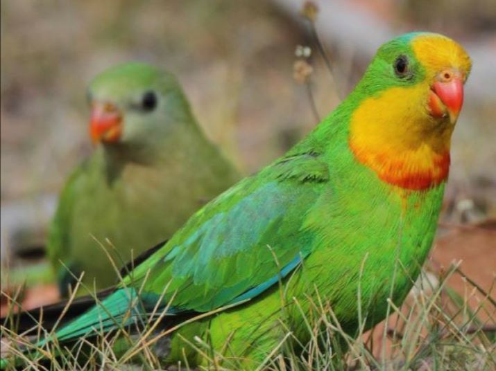 Funding Available for Habitat Protection & Restoration #SuperbParrot #Young #Cowra #Orange #Dalton #Yass #SavingourSpecies #Landcare  EOI Close 15th Feb 2019 - mailchi.mp/49c53688c175/f…