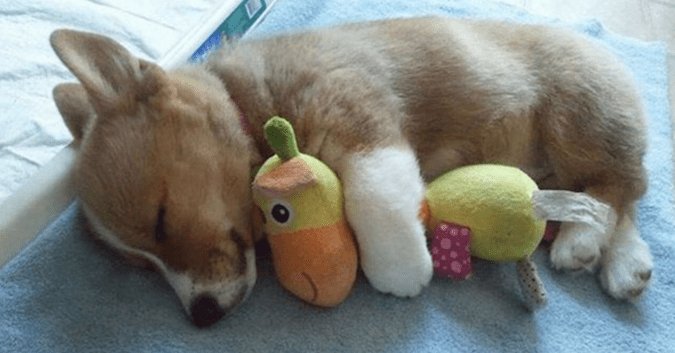 可愛いすぎて胸キュン！ぬいぐるみをギュッとして眠る動物たち（画像24枚） petfilm.biz/?p=82465