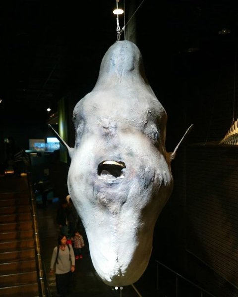 Netdepop A Twitter これはなんだ ウーーマンボウ マンボウ最弱伝説でお馴染みマンボウさんです でもほとんどがデマで実はマンボウの分厚い皮膚はライフル銃の弾も貫通しないんだそうですよ マンボウ 最弱伝説 魚 茨城自然博物館 T Co