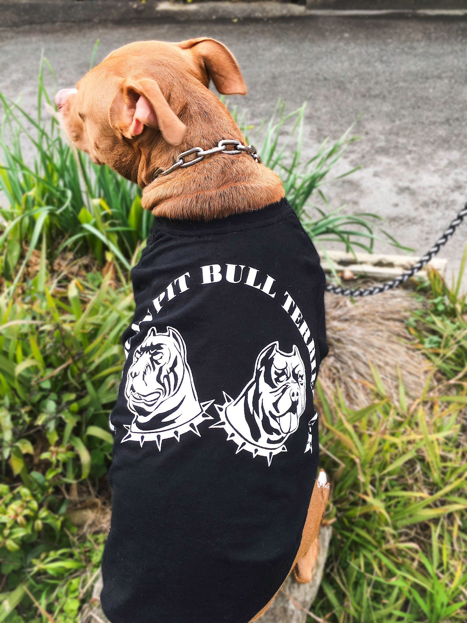 Dogeco Fan ピットブルのtシャツ 飼い主さんが着られていたそうですが やまとくん 愛犬 に着せた方が 似合う とのことで オーダーいただきました とってもお似合いでした Americanpitbullterrier Tシャツ 犬服オーダー 犬服 オリジナル