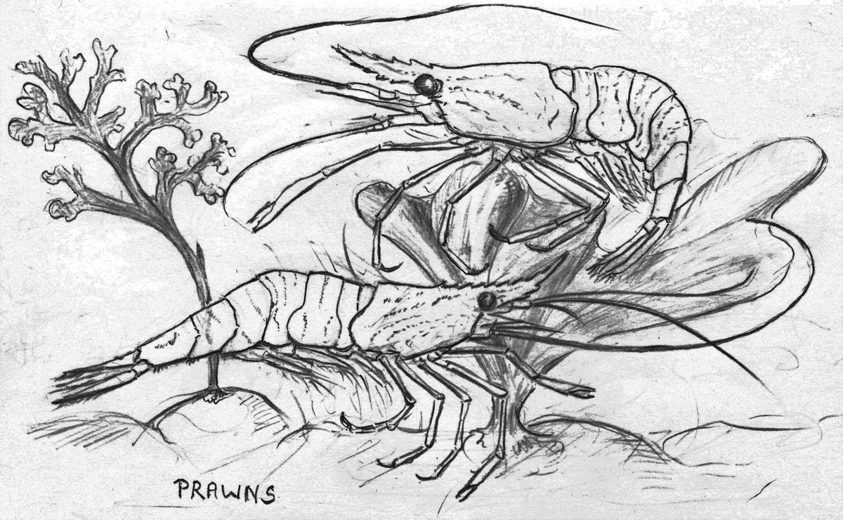 Tales of the Tides - The Vernal Springs - a new novel inspired by the Gower Peninsula -  now available as an ebook or paperback from Kindle/<a href="/AmazonUK/">Amazon.co.uk</a> - narrates a child's discovery of the diversity of life found on seashores at low tide - with numerous illustrations.#storytime