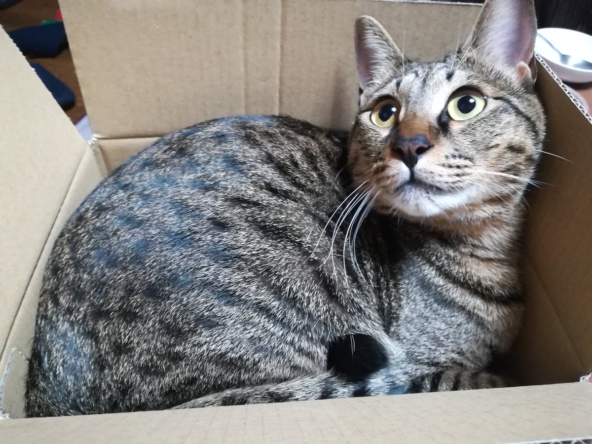 qJf0PKtaE0XVyjV's tweet image. フーちゃんが行方不明になり早3日。交番に届出してきたものの手がかりがありません。インスタで呼びかけた所友達や知らない方まで協力してくれて感謝しかない。
まだまだ探しています。5cmぐらいの鍵尻尾の猫です。岡崎市中園町周辺で見かけた方はご連絡ください
#迷い猫 #猫のいる暮らし