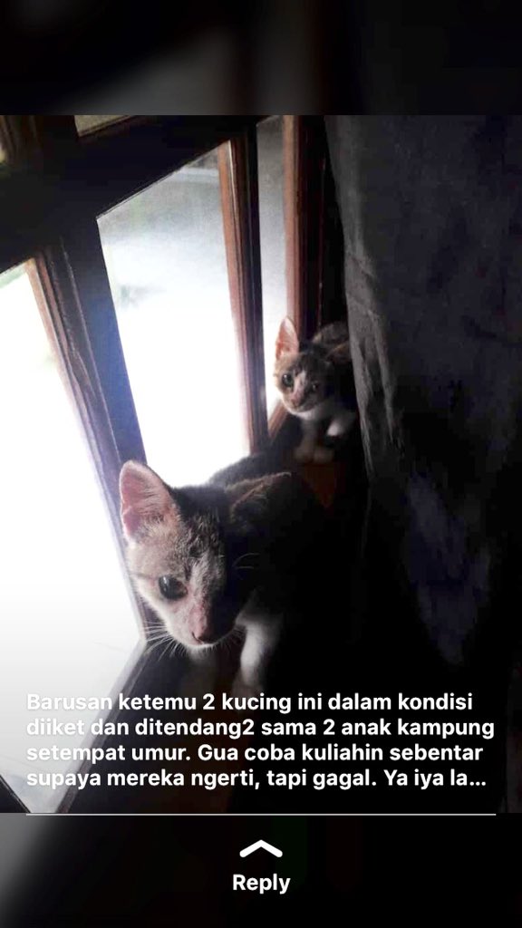 halonahector's tweet photo. Mohon bantu RT koh @amrazing ,barangkali ada follower kokoh yang mau merawat. Lokasi condong catur, Jogja. Terimakasih banyak sebelumnya 🙏🏻🙏🏻 https://t.co/b30XSWF9t4