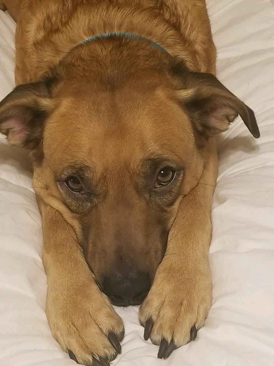 UpstateEer's tweet photo. Baxter says #WakeUp and #AdoptDontShop https://t.co/Y6r0nwJ62U