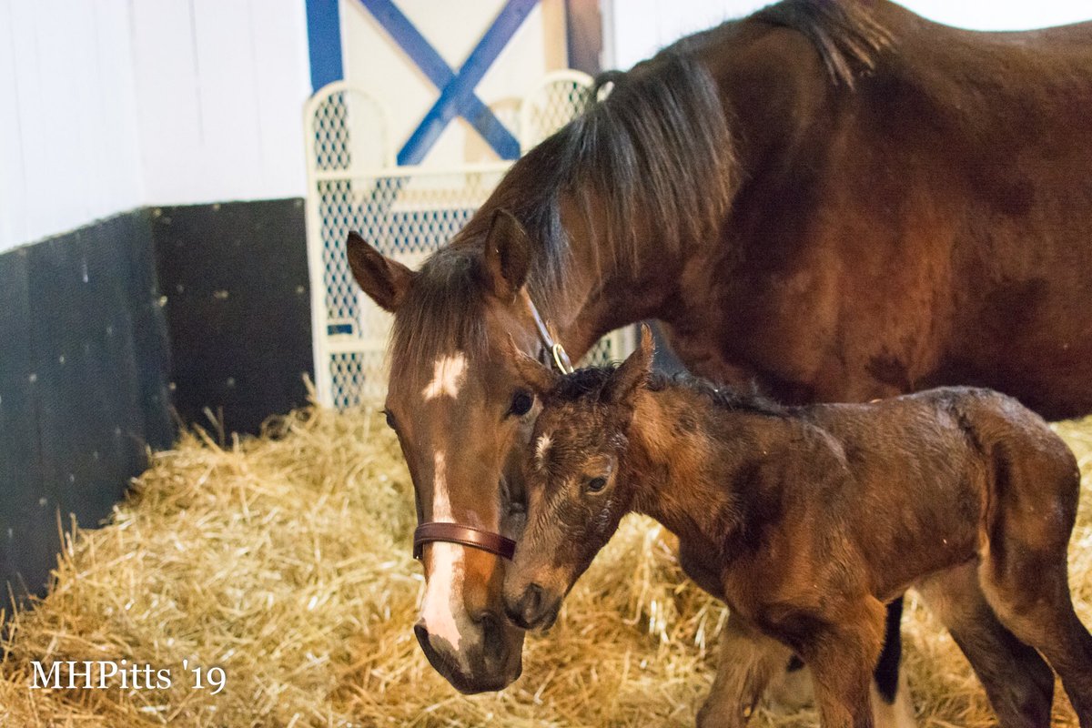 BH_AEberhardt's tweet image. From @Timber_Town #Michelle Pitts photos: Mandy Pope's champion filly #Songbird foaled a bay filly by #Arrogate shortly after midnight on Jan 28, 2019 at Timber Town Stable.  The filly stood quickly and went straight to nursing.  Songbird is a lovely mother and both are well