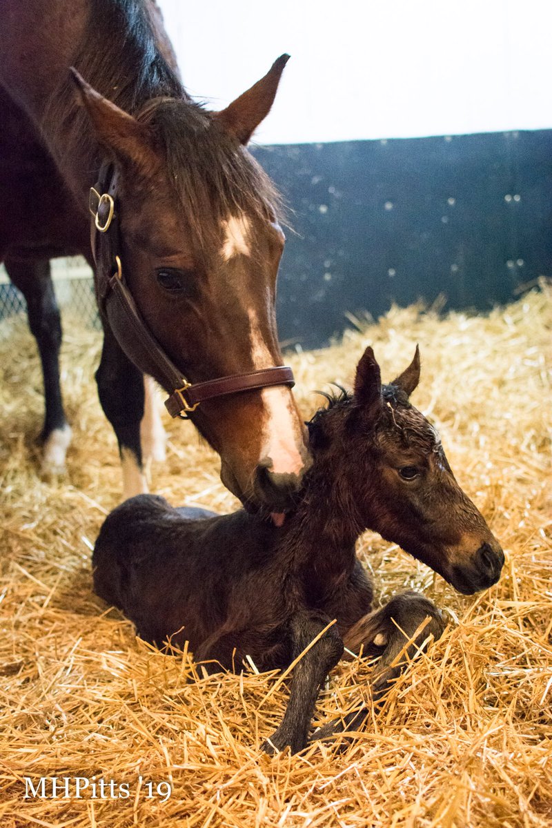 BH_AEberhardt's tweet image. From @Timber_Town #Michelle Pitts photos: Mandy Pope's champion filly #Songbird foaled a bay filly by #Arrogate shortly after midnight on Jan 28, 2019 at Timber Town Stable.  The filly stood quickly and went straight to nursing.  Songbird is a lovely mother and both are well