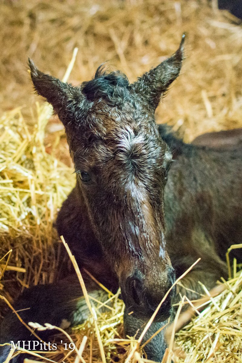 BH_AEberhardt's tweet image. From @Timber_Town #Michelle Pitts photos: Mandy Pope's champion filly #Songbird foaled a bay filly by #Arrogate shortly after midnight on Jan 28, 2019 at Timber Town Stable.  The filly stood quickly and went straight to nursing.  Songbird is a lovely mother and both are well