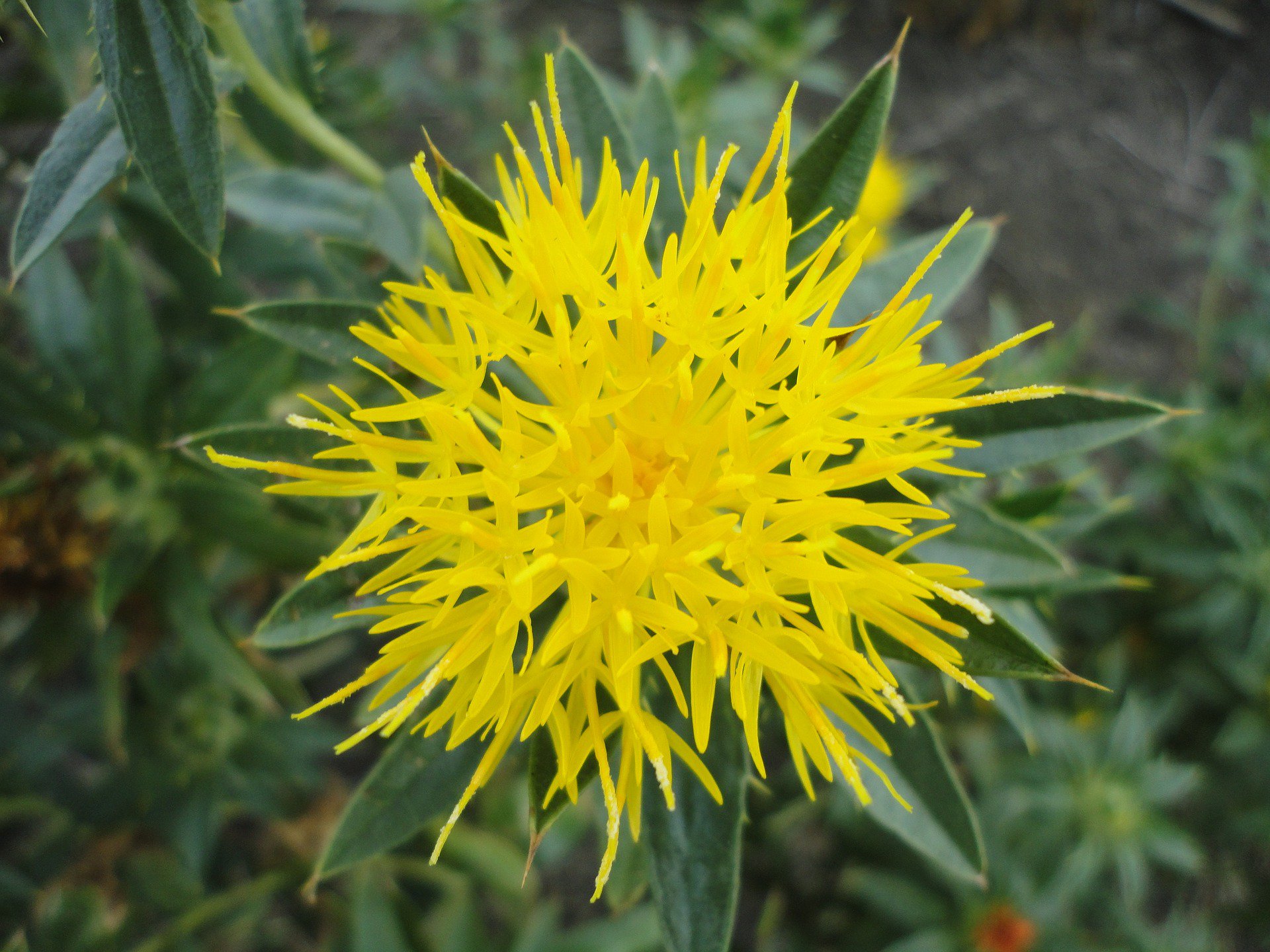 花言葉bot Floraword Bot Twitter