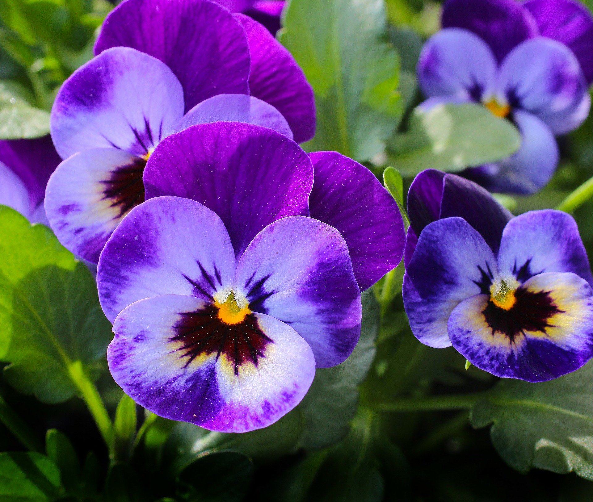 花言葉bot Floraword Bot Twitter