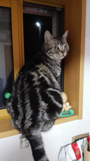 Twitterで人気のイラストランキング Buhitter 全体 19 01 28 22 00