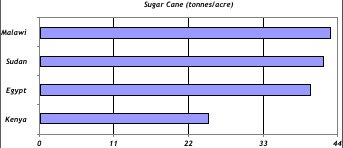 DavidNdii's tweet image. The problem with western Kenya sugar is low farm productivity. Cane is a land and capital intensive crop unsuited for land/capital poor smallholders. Law and policy review will not change that. western Kenya should be planning how to get out of it.