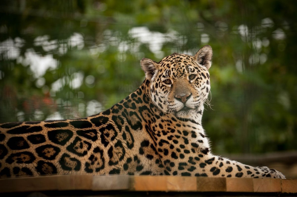 #BCSDidYouKnow 
#Jaguars have an incredibly diverse diet in the wild, including 85 recorded prey species? #CatFactMonday #thebigcatsanctuary #bigcats @PantheraCats