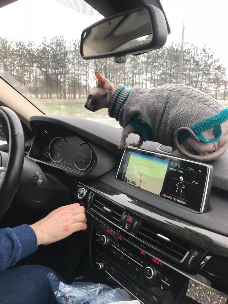 BimmerTechLLP's tweet photo. Our new product tester. Welcome to the team!
#bmw #bimmertech #bmwf #bmwm  #CatsOfTwitter #catsofinstagram #bmwworld #bmwfan #bmwusa #bmwlife https://t.co/ifR5Q9p1bv