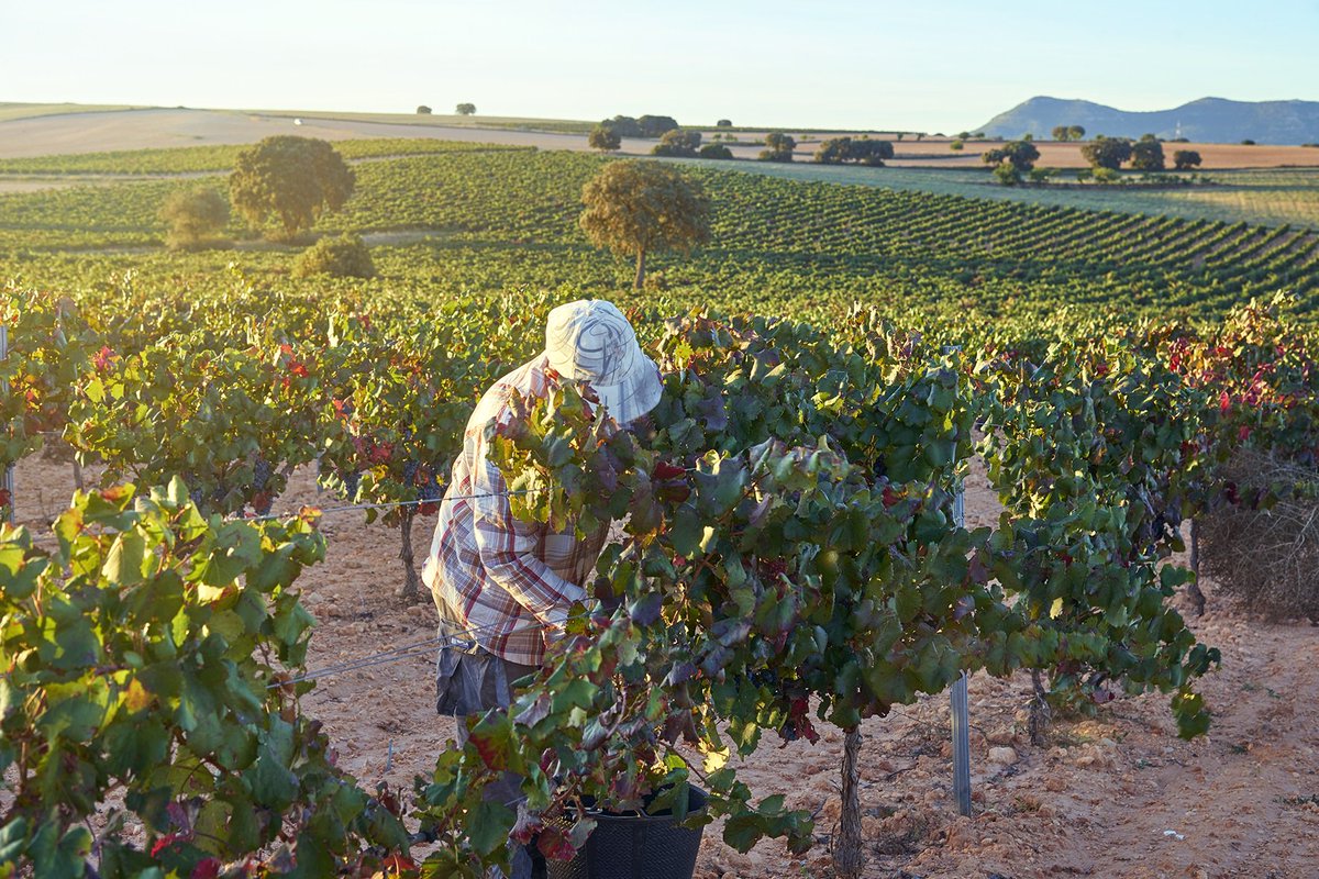 Tintoralba has its origins in the Santa Quiteria Cooperative in Higueruela (Albacete province), founded in 1958 to address the economic, social and cultural needs and aspirations shared by all its members. 

....for more information visit quixotes.wine
@tintoralba