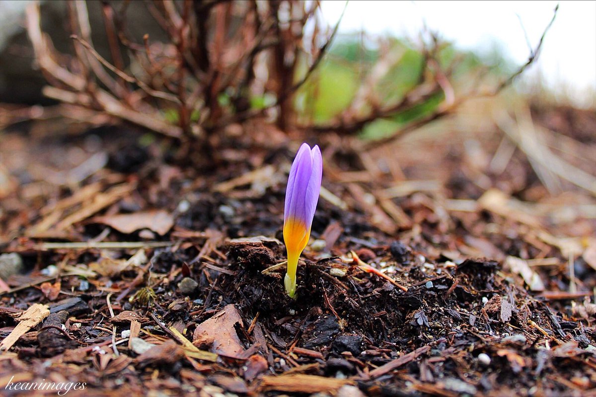 “The beauty of the natural world lies in the details.” - Natalie Angier #keanimages 
#explorebc #optoutside #teamcanon #flower #purpleflower #closeup #yvr #detailshot #nature #plant #nsbuzz #natgeowild #vancityfeature #qotd #dailyhivevan #northvancouver #plant #604explore #pnw