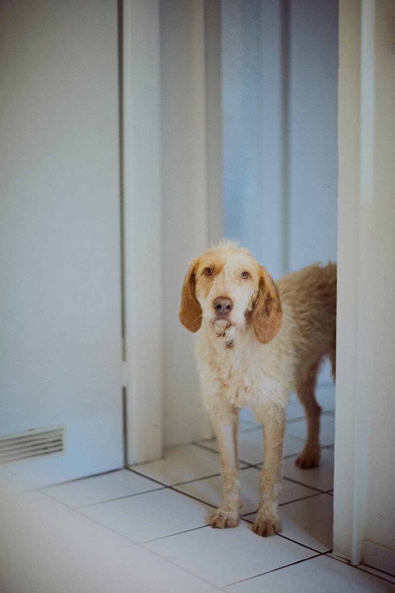 59plusMag's tweet photo. Zur #MondayMotivation möchten wir Euch heute gerne unseren neuen Bürohund vorstellen. 😄Das ist #Dante und er verstärkt nun das Team #59plus mit guter Laune und lockt uns regelmäßig an die frische Luft. https://t.co/LUtbvfwRc6