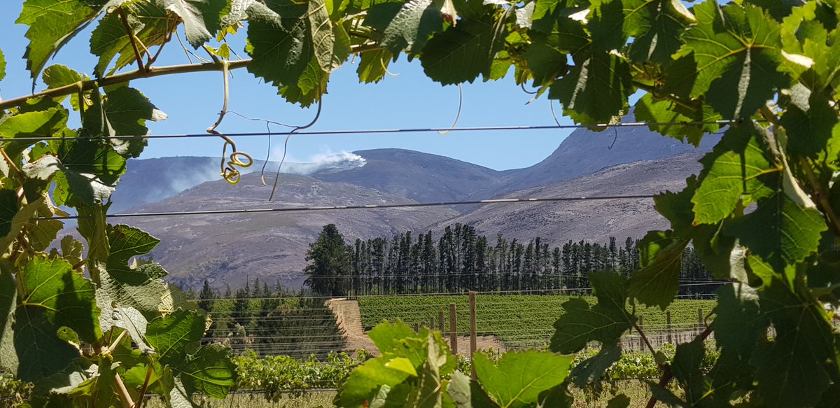 Paul Cluver Family Wines tweet media