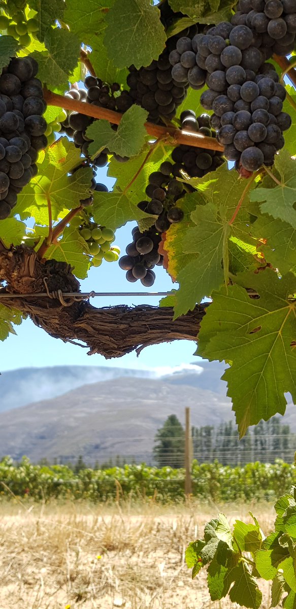 Paul Cluver Family Wines tweet media