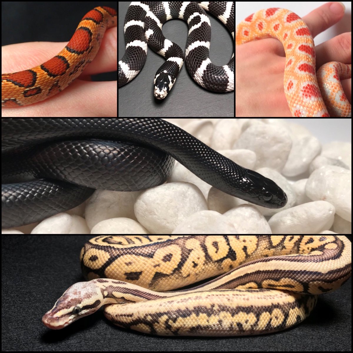 CoilCity's tweet photo. Some of the baby snakes we are raising up!

#snake #reptile #pet #animal #snakes #snek #reptiles #sneks #CoilCitySnakes #reptilelove #reptile #ballpythons #royalpythons #ballpython #python #pythons #ballpythonmorphs #pets #animal #pets #ballpythonlove #animalphotography https://t.co/V3xtIHM6Cv