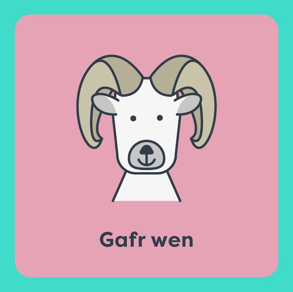 mwncicymru's tweet photo. Dysgu’r merch y gân werin ‘Cyfri’r Geifr’ bore ‘ma’
-
Teaching my daughter the Welsh folk song ‘Counting the Goats’ this morning
🎵 Gafr…wen, wen, wen 🎵
#cân #canu #dysgucymraeg #learnwelsh #folksong #chwaraegydagiaith #playingwithlanguage https://t.co/We2PSOI5tN
