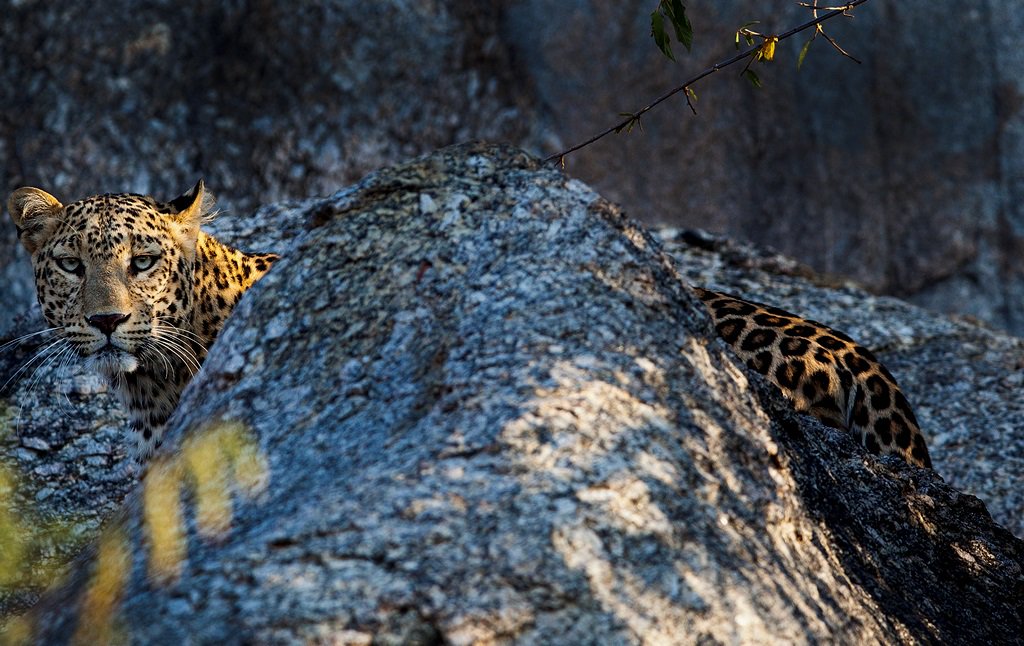 The remote corner of #Rajasthan which became a #Leopard hotspot bit.ly/2HA80qp #undiscovered #India #Indiamwildlife #bigcats #pathlesstravelled #wildlifephotography #travelphotography <a href="/bigcatscom/">BigCats.com</a> <a href="/Varawal_camp/">@Varawal_camp</a>