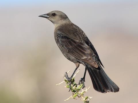 Have a Great Day !!

#GrayCatbird is a lovely bird; #birdlover shared this amazing photo with this #app and making #Monday more happening for #birdwatchers.

Download the app &amp; increase your #birdwatching skills
play.google.com/store/apps/det…