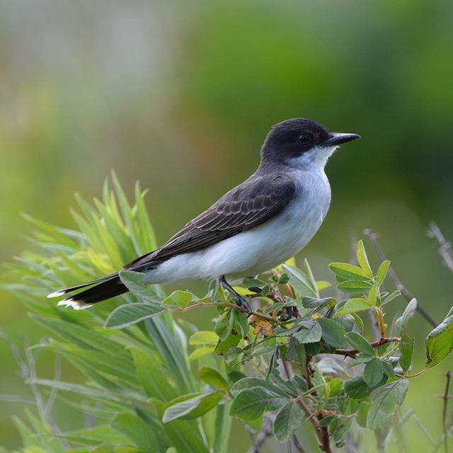 Kingbird. ... #bird_lovers #naturelovers #animalsofig #nature_brilliance #naturephotography #nature #nature_good #natureza #natureonly #bird #birdphotography #birding #birdwatching #animal #wildlife #wildlifephotography #ohio #ohionature #ohiophotography… bit.ly/2G9AWTM