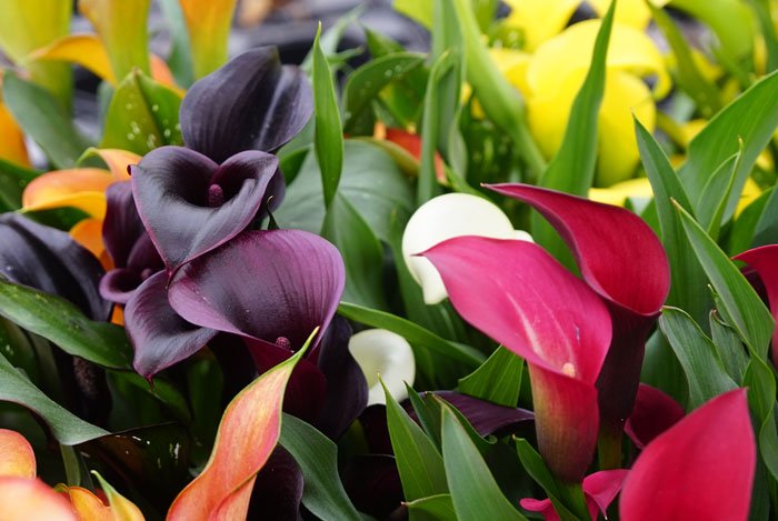 floresiplantas's tweet photo. La venta de la #cala mediante #rizoma se enmarca dentro de los llamados bulbos de primavera, con su siembra (plantación) de febrero a abril para obtener su floración de julio a octubre. ¿Quieres saber más cosas?
#BulbosPrimavera #Zantedechia
https://t.co/Eq2CI9UgEL https://t.co/7YcZ8FaBaf