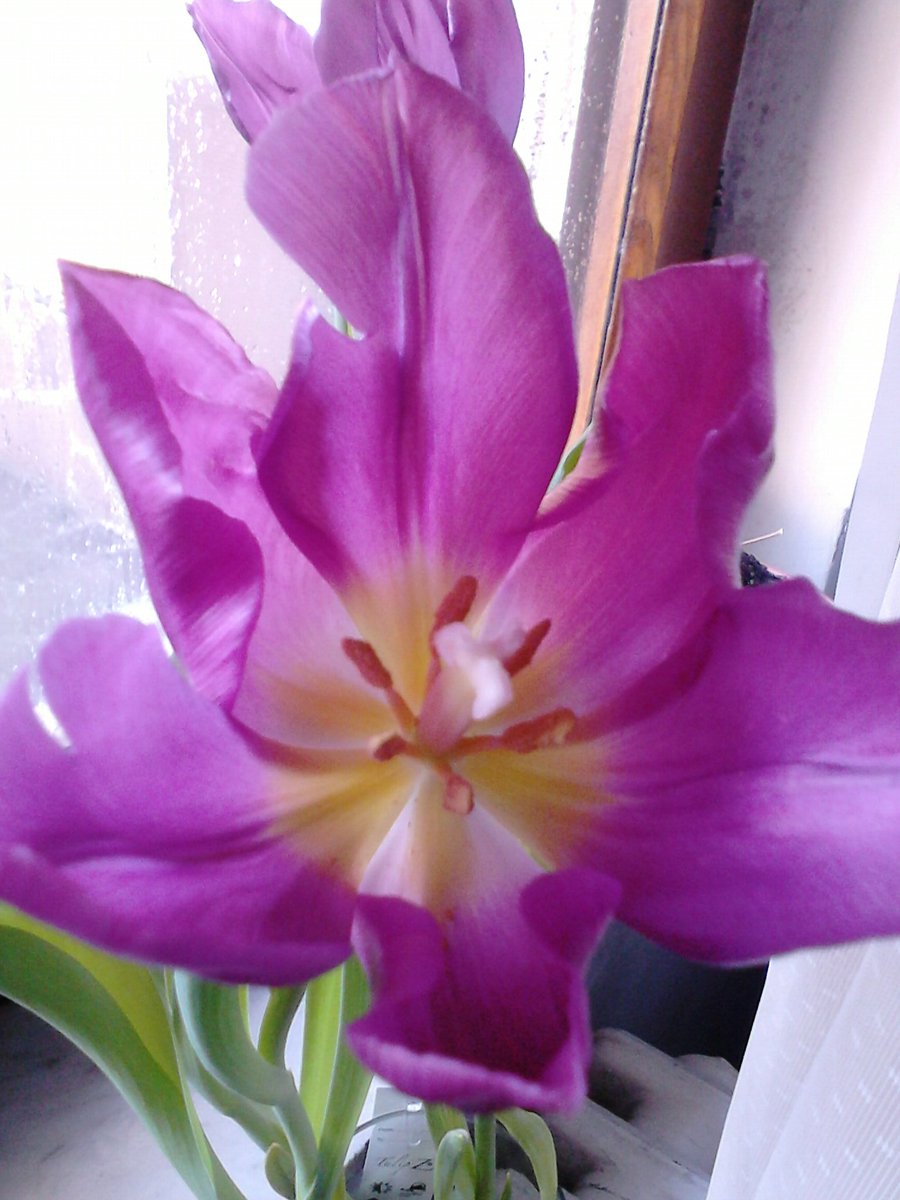 MONICA_ARIOLI's tweet photo. Finally....blossoms...#stopwinter https://t.co/YWWb0XWuNt