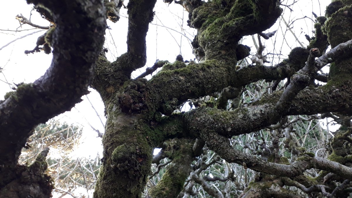 Beautiful #AppleTrees on the #Chamberlain estate <a href="/highburypark/">highbury park</a>. These trees are over 100 years old and attract many bird species - too slow with the camera today! We will be grafting #HeritageTrees here soon. Message to get involved. <a href="/KingHeathRanger/">Kings Heath Ranger</a> <a href="/BalsallHeathCF/">Balsall Heath City Farm</a> <a href="/greenerbrum/">Greener Birmingham 🌍</a>